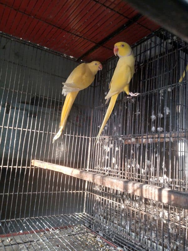 Yellow Ringneck pair 3