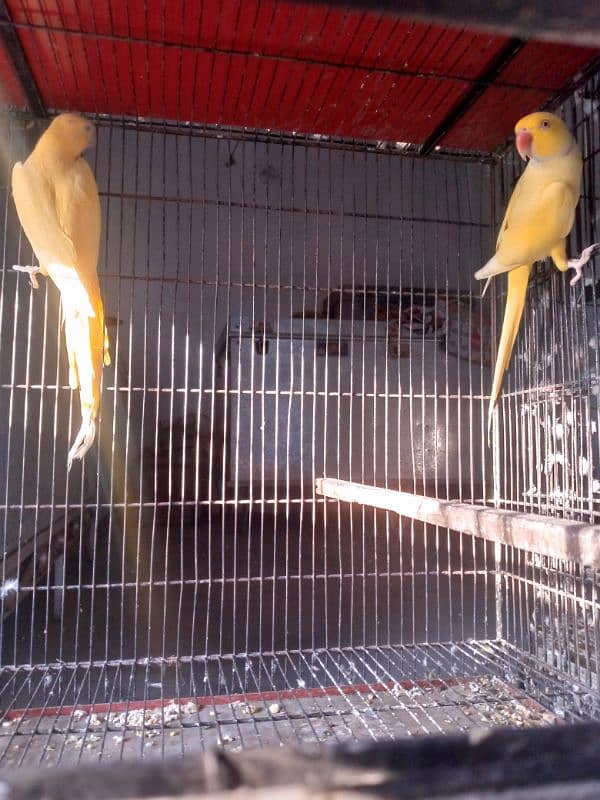 Yellow Ringneck pair 4