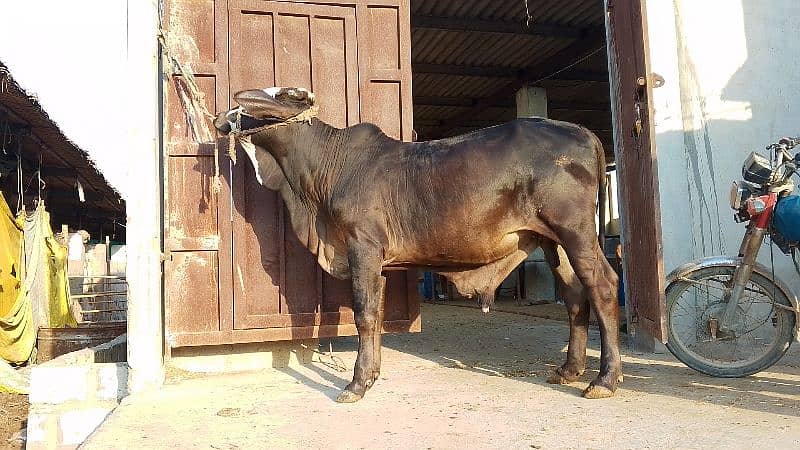 cow vip cholistani nasal khera bachra farm ka Pala wa urgent sale 1