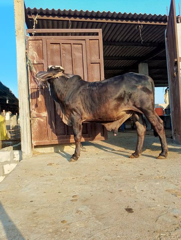 cow vip cholistani nasal khera bachra farm ka Pala wa urgent sale 4