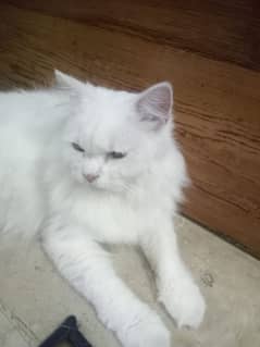 Persian adult male or female cat