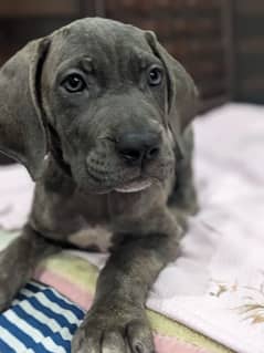 cane corso puppys