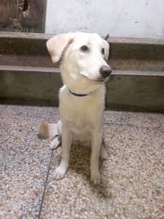 Labrador & Husky cross