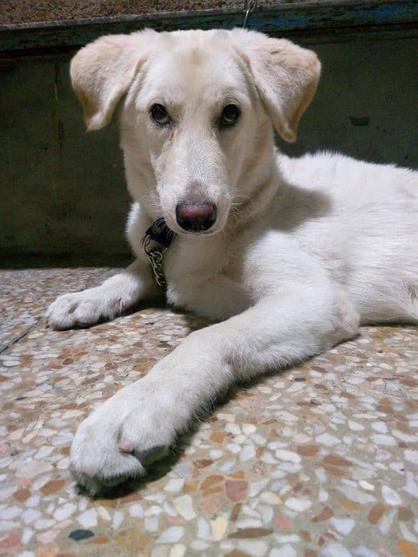 Labrador & Husky cross 4