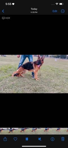 German shepherd female pedigreed stock coat show qudlity breeder