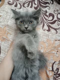 Persian Kitten