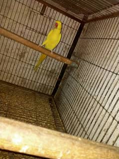 yellow female white breeder pair available