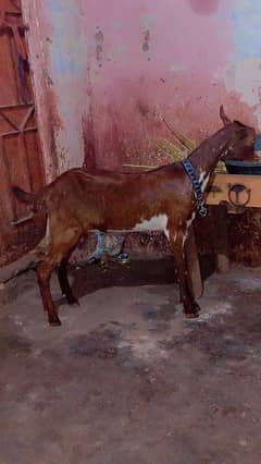 teedi female gaban confirm urgent sale 0