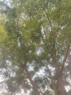 Pure Neem Leaves 0