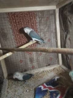 Love birds breeder pair