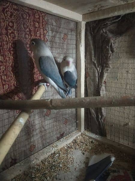 Love birds breeder pair 4