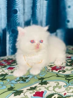 White Persian Kitten