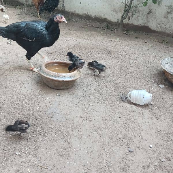 aseel mian wali aseel Thai aseel Sindhi ke chicks + Thai hen 15