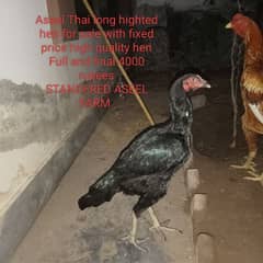 aseel mian wali aseel Thai aseel Sindhi ke chicks + Thai hen