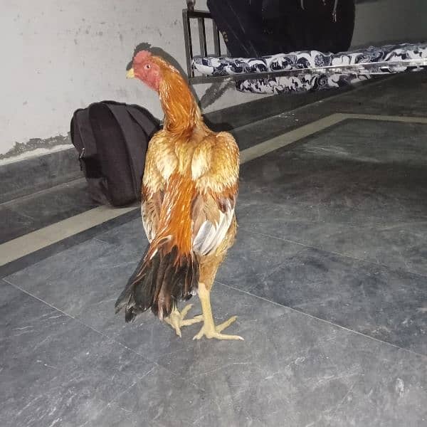 aseel mian wali aseel Thai aseel Sindhi ke chicks + Thai hen 18