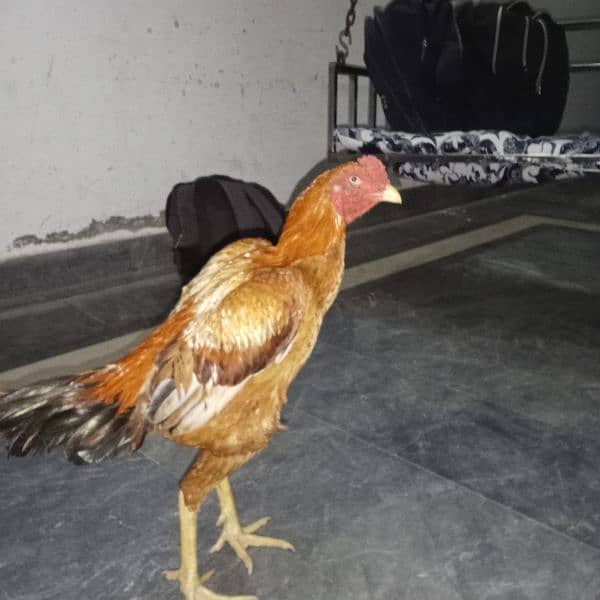 aseel mian wali aseel Thai aseel Sindhi ke chicks + Thai hen 19