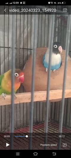 Love birds, cages,