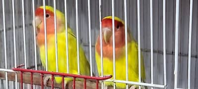 Lovebirds 2 piar , yellow & Blue.