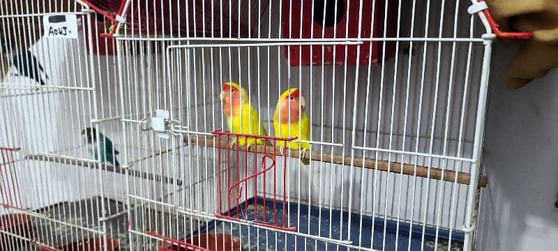 Lovebirds 2 piar , yellow & Blue. 2