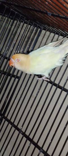 Parblue split ino pair aur cremino male available 0