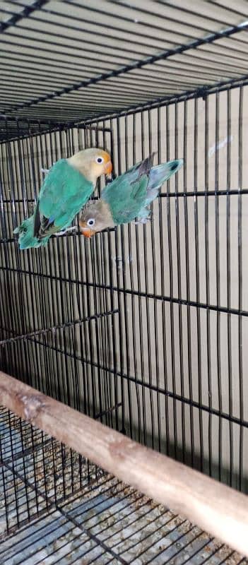 Parblue split ino pair aur cremino male available 1