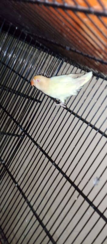 Parblue split ino pair aur cremino male available 3