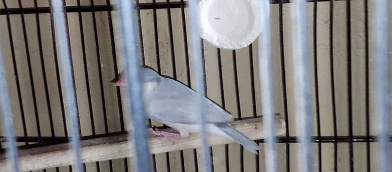 Parblue split ino pair aur cremino male available 6