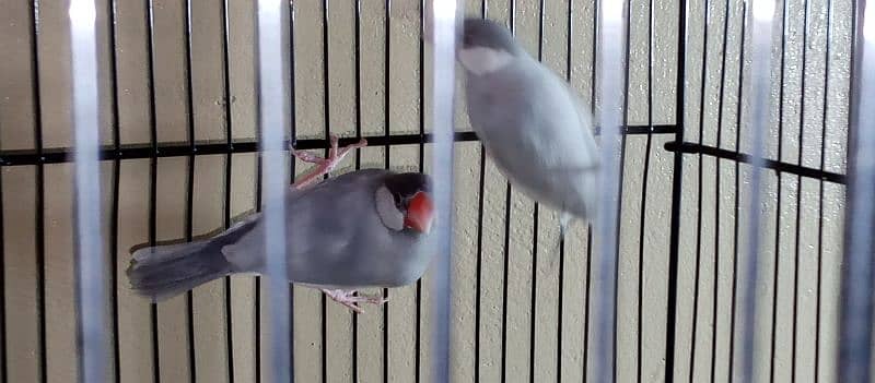 Parblue split ino pair aur cremino male available 7