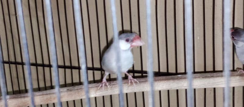 Parblue split ino pair aur cremino male available 8