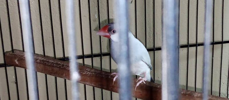 Parblue split ino pair aur cremino male available 9