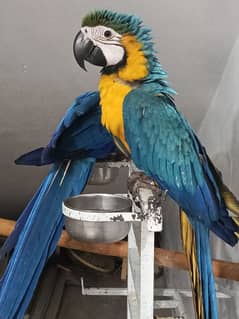 macaw Blue n Gold tame pair