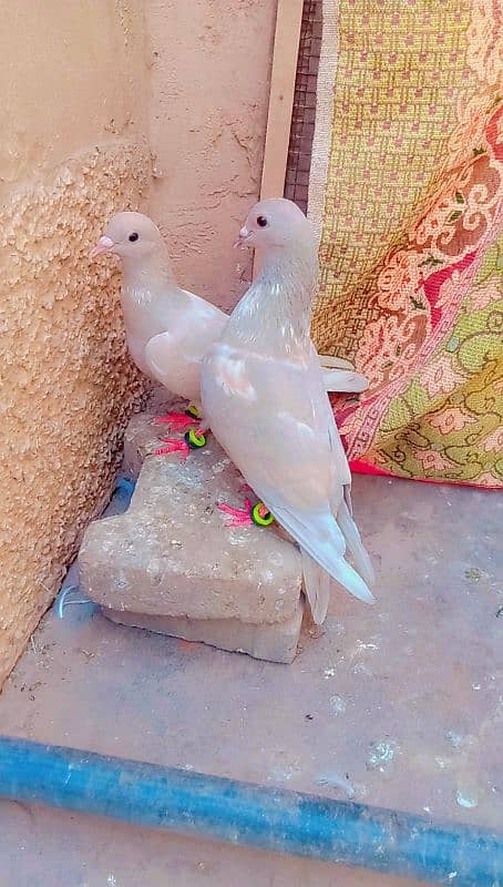 kasni pishori pily guldar breeder pair peshori kabra 1