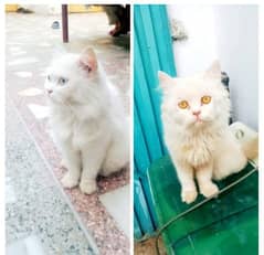 two persian punch face white color blue are golden eyes cats available