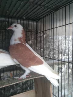 Fancy pigeon 0