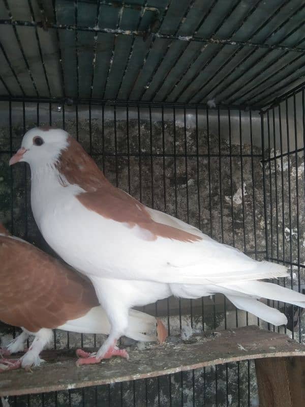 Fancy pigeon 1