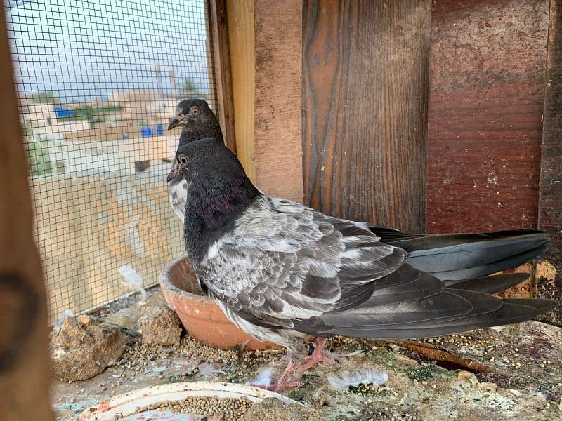 Kabli Pigeons and 3 portion wood cage for sale Whatsapp: 03170223125 2