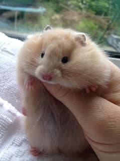 HAMSTER BABY'S