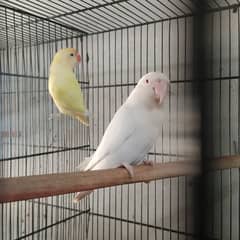 Albino Red Eye with Decino Pair 0