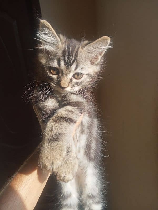 Persian Triple Coated | 3 kittens | One Female | Two Male 2