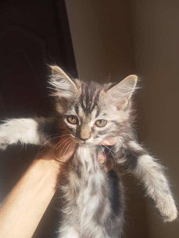 Persian Triple Coated | 3 kittens | One Female | Two Male 3