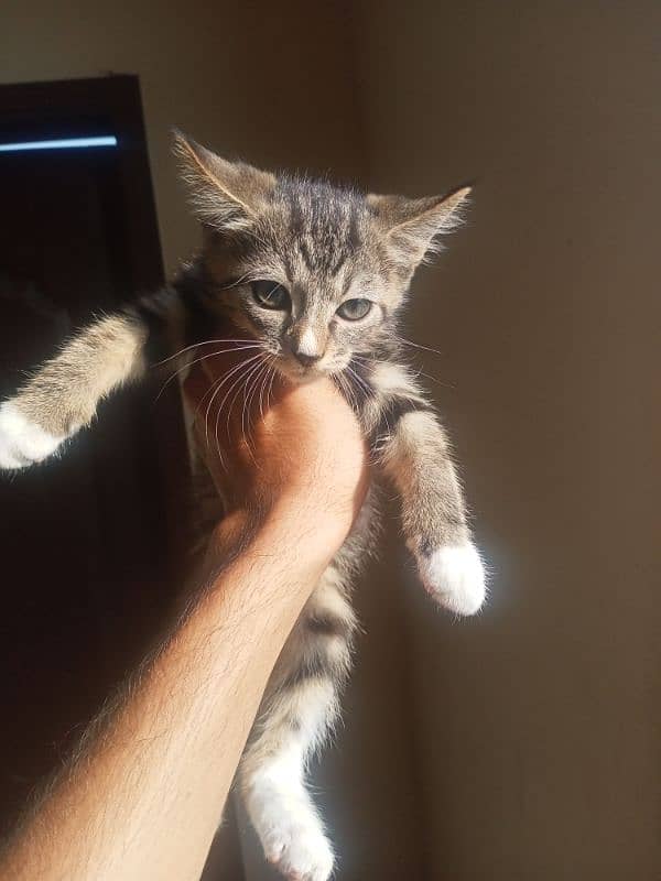 Persian Triple Coated | 3 kittens | One Female | Two Male 5