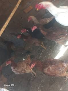 pure dasi hens egg laying hens