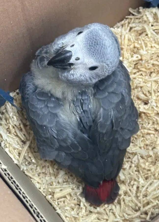 African grey parrot for sale. 0319-4340-226 0