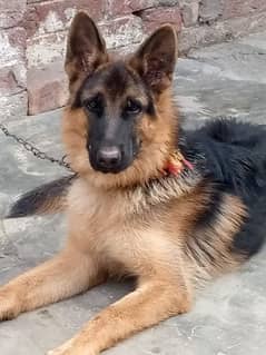 German shepherd  dog for  sale contact number  03231499510