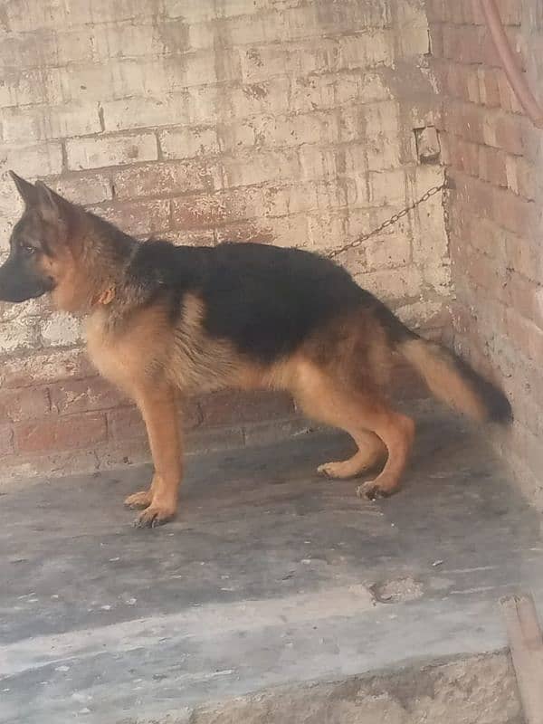 German shepherd  dog for  sale contact number  03231499510 2