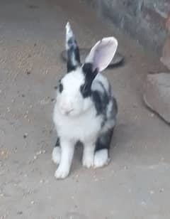 2 rabbit for sale