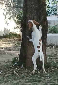 English pointer quality male pup