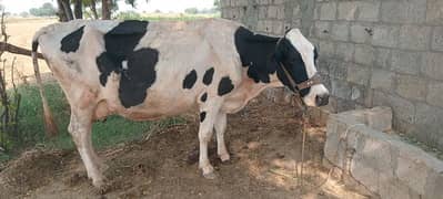 fresion cow for sale in TALAGANG