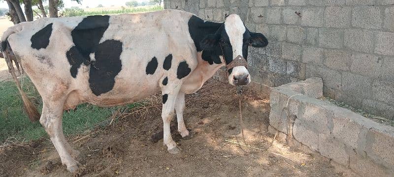 fresion cow for sale in TALAGANG 1