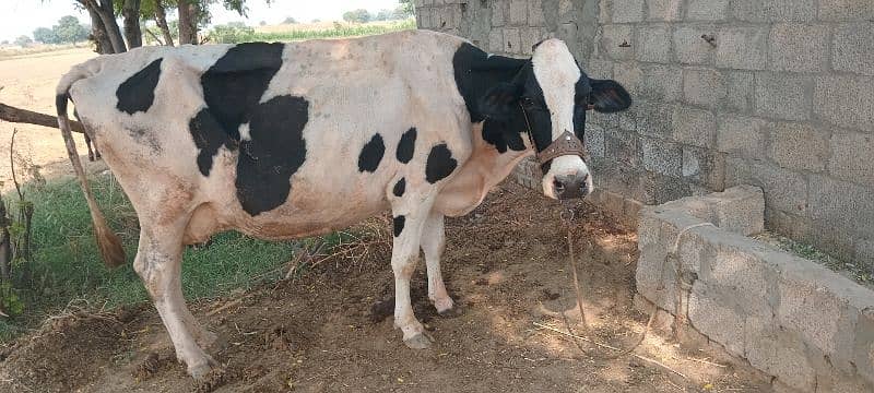 fresion cow for sale in TALAGANG 2